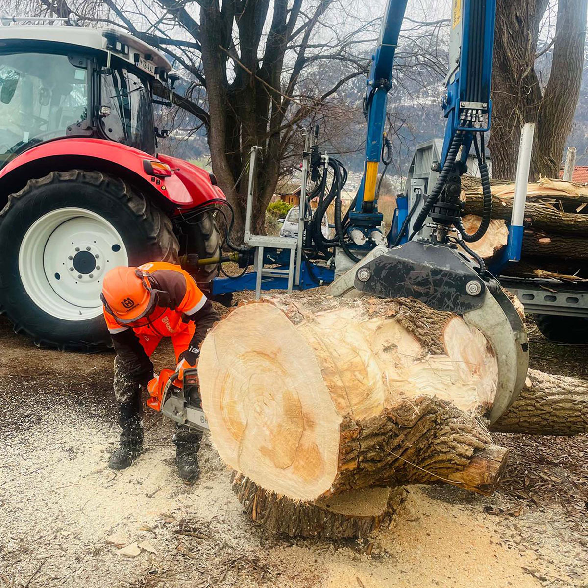 Baumfällung für Gemeinde Innsbruck