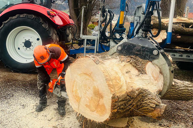 Baumstamm wird abgesägt